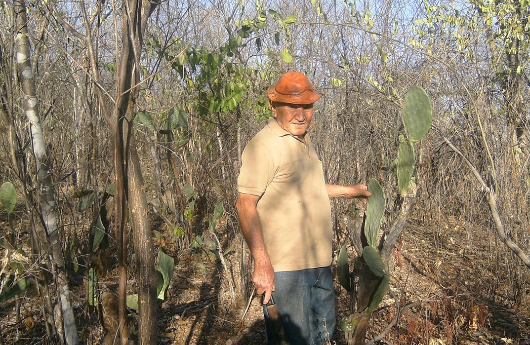 Agrofloresta, o meio ambiente agradece