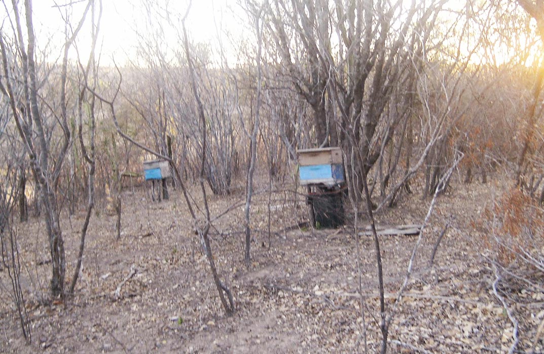 Agrofloresta, o meio ambiente agradece