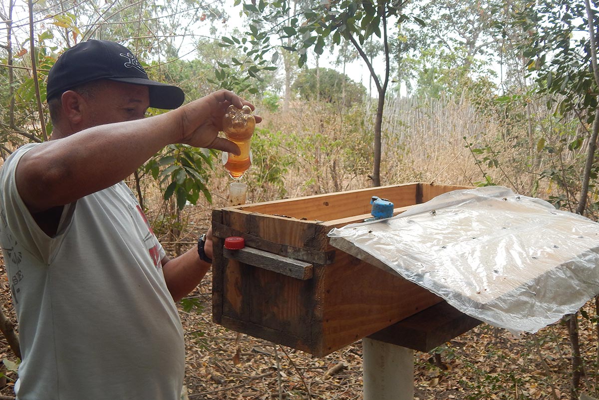 Melipona e Zabelê: uma alternativa ecológica de renda em Nova Olinda