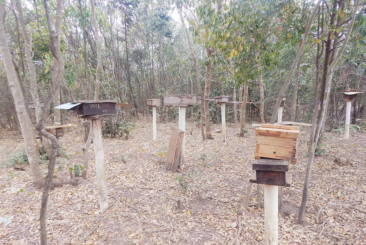 Zabelê também é local de abelhas nativas