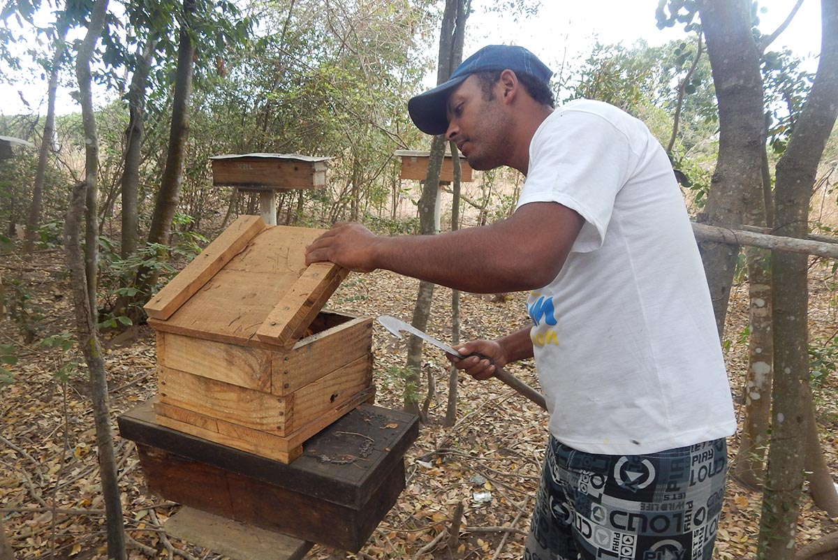 Melipona e Zabelê: uma alternativa ecológica de renda em Nova Olinda