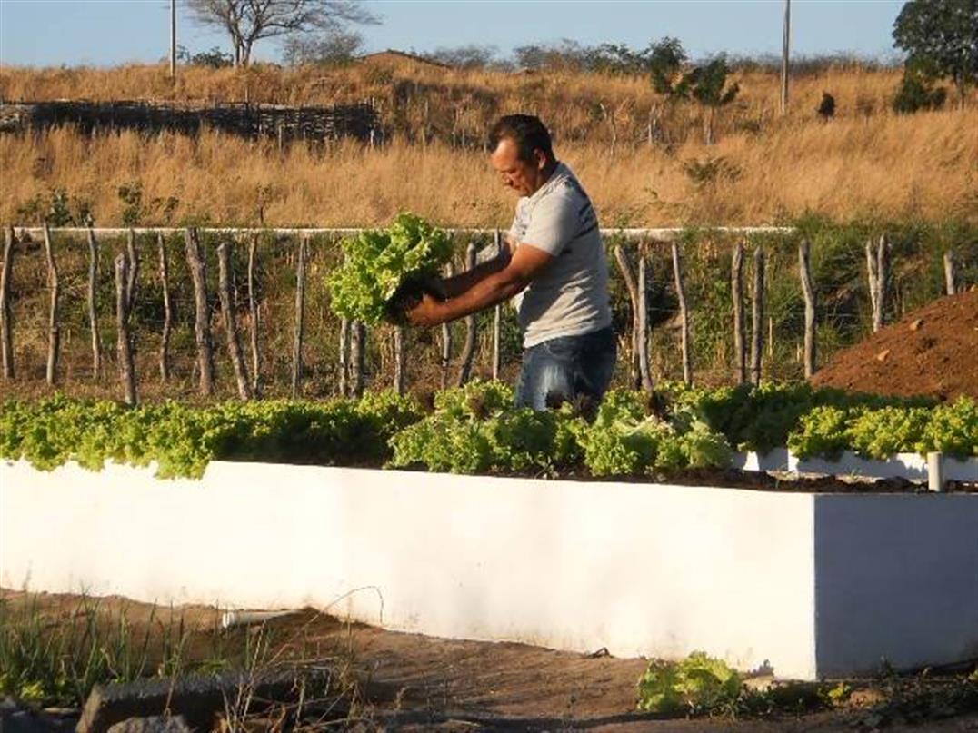 Quintais Produtivos